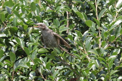 Hypsipetes amaurotis