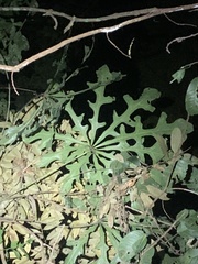 Anthurium clavigerum