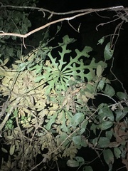 Anthurium clavigerum