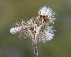 Antennaria carpatica