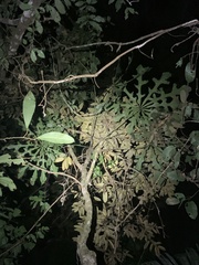 Anthurium clavigerum