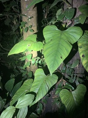 Philodendron ernestii