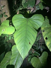 Philodendron ernestii