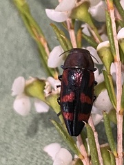 Melobasis sexplagiata