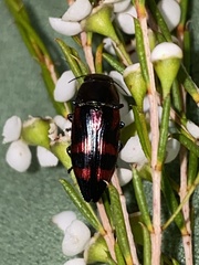 Melobasis sexplagiata