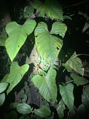 Philodendron ernestii