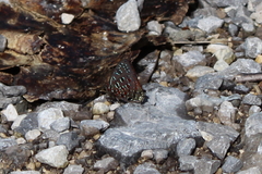 Hypochrysops polycletus