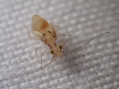 Trichopsocus