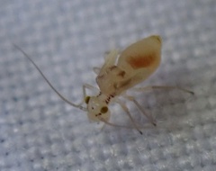 Trichopsocus