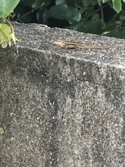 Sceloporus teapensis