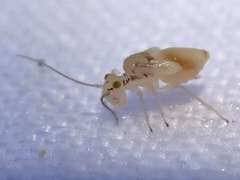 Trichopsocus