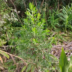 Baccharis dracunculifolia