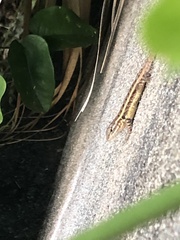 Sceloporus teapensis