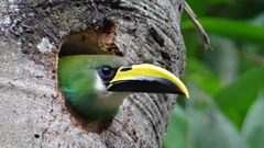 Emerald Toucanet photo 4