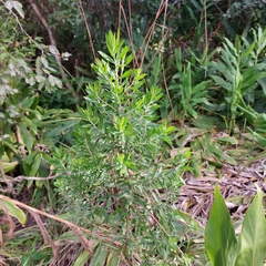 Baccharis dracunculifolia