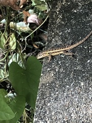 Sceloporus teapensis