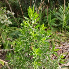 Baccharis dracunculifolia