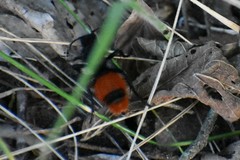Dasymutilla clotho