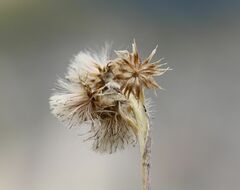 Antennaria carpatica