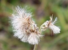 Antennaria carpatica