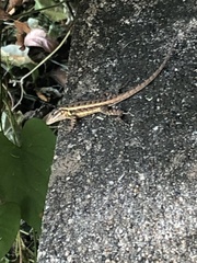 Sceloporus teapensis