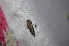 Acrolophus popeanella