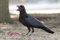 Corvus macrorhynchos