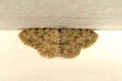 Scopula luridata