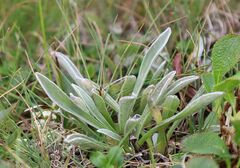 Antennaria carpatica