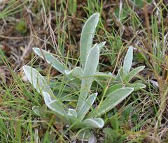 Antennaria carpatica