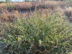 Atriplex serenana