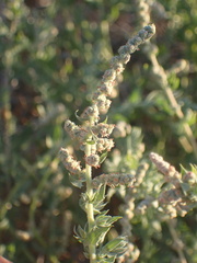Atriplex serenana