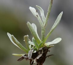 Antennaria carpatica