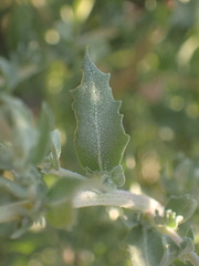 Atriplex serenana
