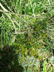 Derris involuta