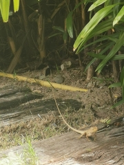 Calotes versicolor