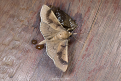 Omiodes barcalis