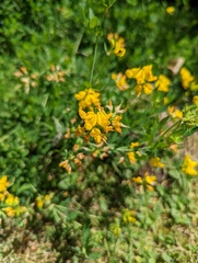 Lotus uliginosus