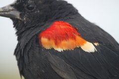 Agelaius phoeniceus caurinus