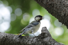 Parus minor