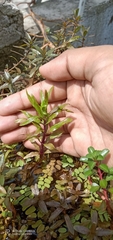 Pogostemon stellatus