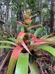 Guzmania squarrosa