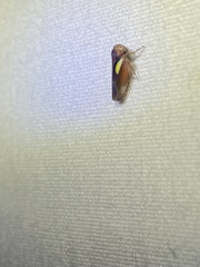 Balcanocerus provancheri