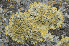 Candelariella medians
