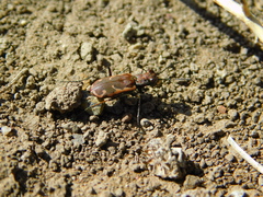 Cicindela dysenterica