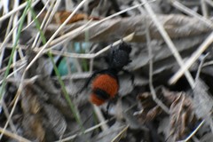 Dasymutilla clotho