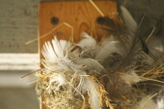 Hirundo rustica erythrogaster