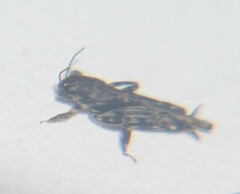 Ellipes minuta