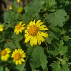 Perityle leptoglossa