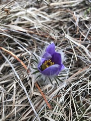 Pulsatilla